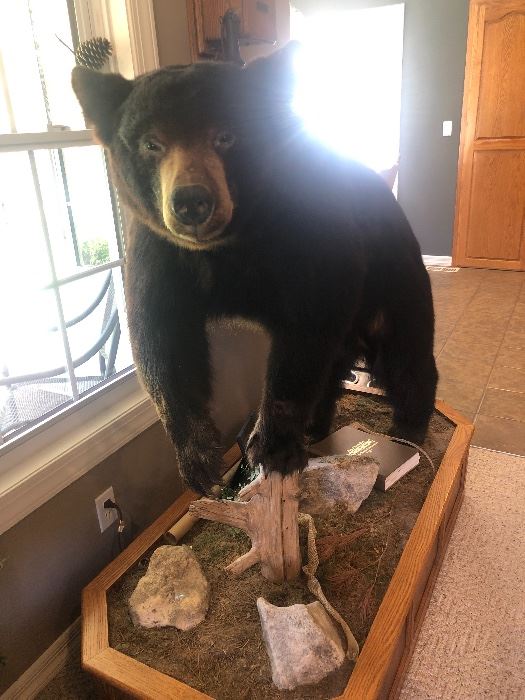 Beautifully mounted in solid oak stand. Killed in Canada. Transaction for the sale of this bear can not take place in Tennessee. 