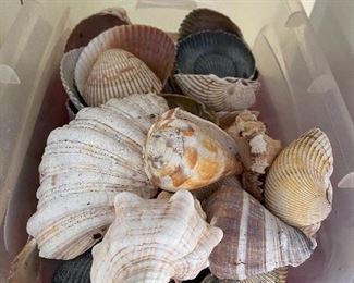 Sea Shells