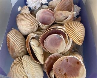 Beach shells