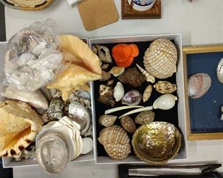 Sea Shell Collection 