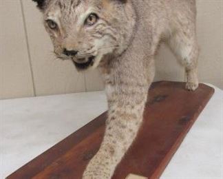 Mounted Bobcat 