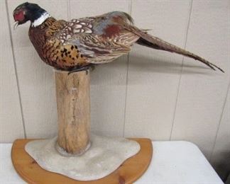Mounted Pheasant 
