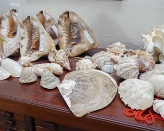 Seashells