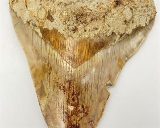 Megalodon Tooth 5.6"
