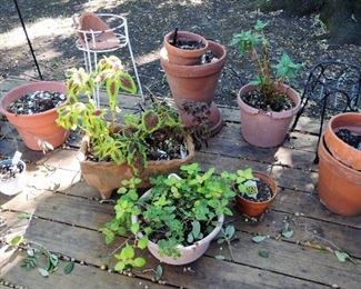 Plants,  planters and pots