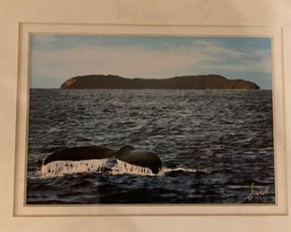 Whale 5' x 8" Photograph. 