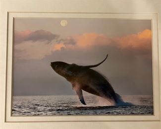 Whale Photograph. Measures 5" x 8"