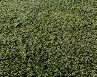 Green Shag Carpet. Measures 11' x 14'. 