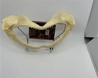 Lot 274
Sharks Jaw
