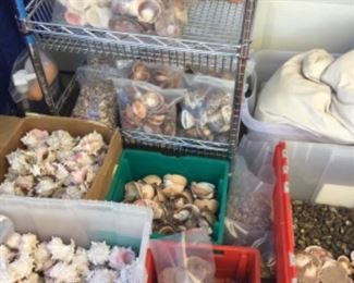 Sea shell! Still bagging but lots of different styles, the pink inside larger ones are great for air plants, others for shell frames, etc.