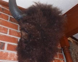 Buffalo Head Taxidermy Mount
