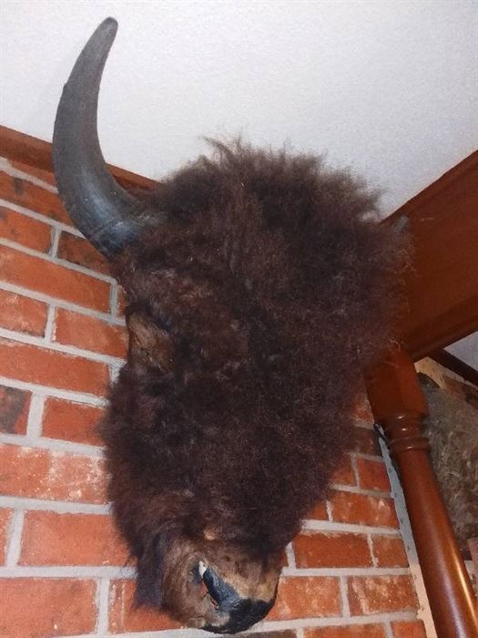 Buffalo Head Taxidermy Mount
