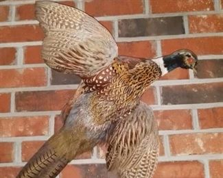 Pheasant Taxidermy Mount