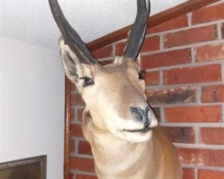 Pronghorn Antelope Taxidermy Mount