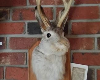 Jackalope Taxidermy Mount