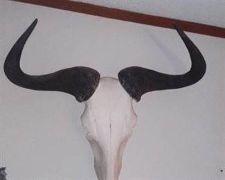African Blue Wildebeest Skull
