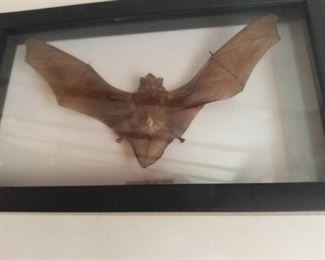 Framed Taxidermy Bat