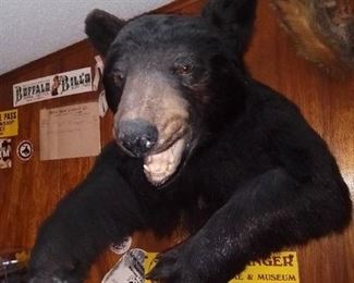 Black Bear Taxidermy Mount