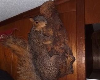 Squirrel Taxidermy Mount