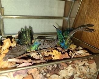 Bird Display In Glass Box