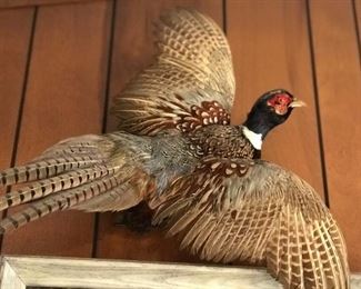 Stuffed pheasants (2)