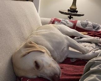 Sleeping Lab - he doesn't go very far away from his daddy - sorry