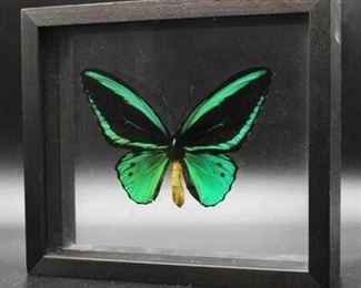 New Guinea Birdwing Mounted Butterfly in Framed Glass Shadowbox