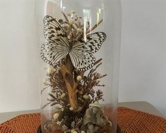 Butterfly Under Glass