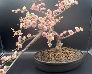 Cherry Blossom Bonsai
