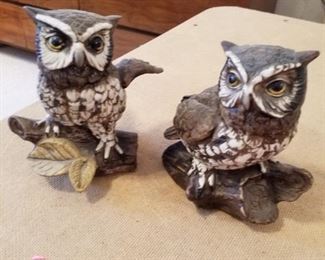 Pair of owls