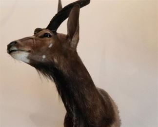Taxidermy African Nyala shoulder mount