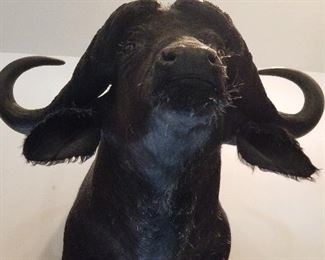 Taxidermy African Cape Buffalo shoulder mount