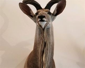 Taxidermy African Kudu shoulder mount
