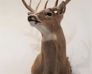 Taxidermy White Tail Deer shoulder mount