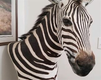 Taxidermy Burchell’s Zebra pedestal mount