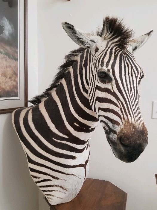 Taxidermy Burchell’s Zebra pedestal mount