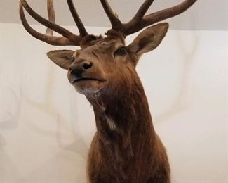 Taxidermy Montana Elk shoulder mount