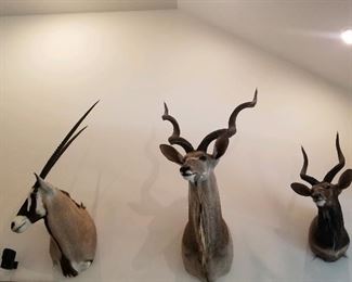 Trio of taxidermy shoulder mounts including from left, African Oryx, Waterbuck, Nyala