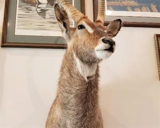 Taxidermy Waterbuck shoulder mount