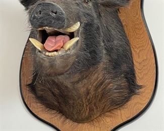 Taxidermy Wild Boar shoulder mount
