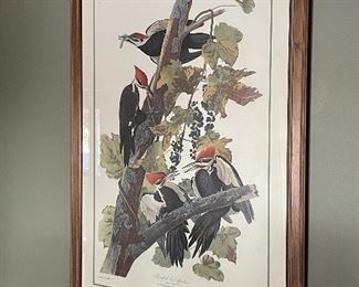 "Pileated Woodpecker", originally designed & published for John James Audubon's Birds of America, Plate #111.