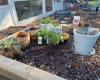 A Variety Of Planters And Plants
