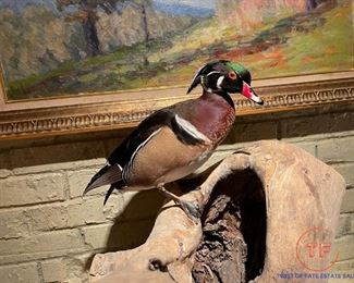 Taxidermy Duck on Wood Stump