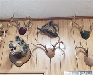 Whitetail deer antler mounts, ringtail cat, Javelina head mount. Squirrel not available.