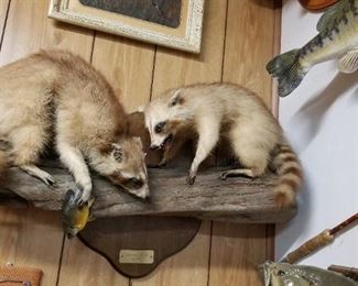 Two racoons fighting over a brim. 