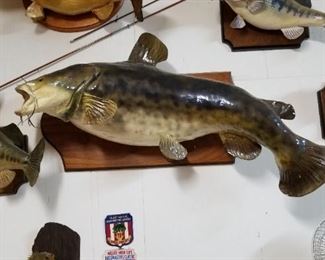53 lb yellow catfish $100
Bass are $35 ea