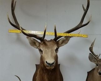 Elk from WY over 5 feet high.