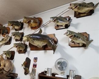 Trophy sized largemouth bass, a couple of brim & 54 lb catfish. Also fox.