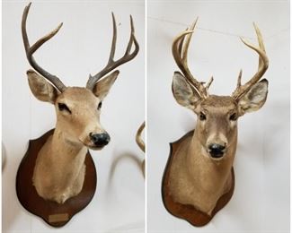 Whitetail deer shoulder mounts.