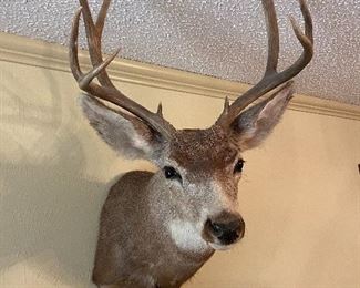 Deer Mount